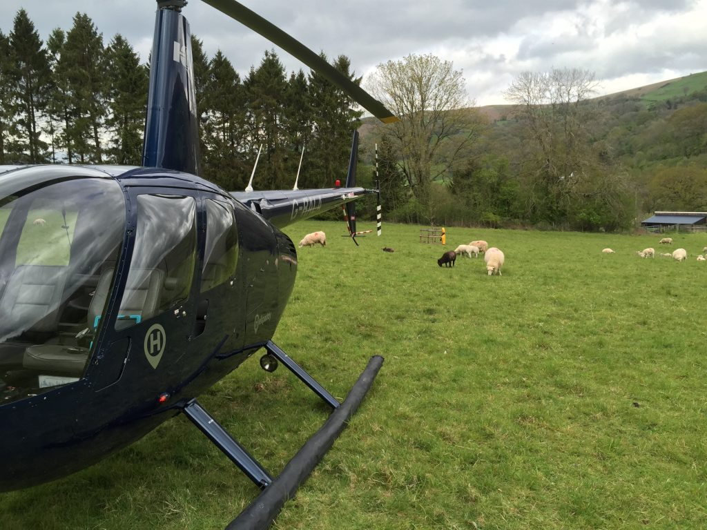 R44 helicopter with livestock in field 