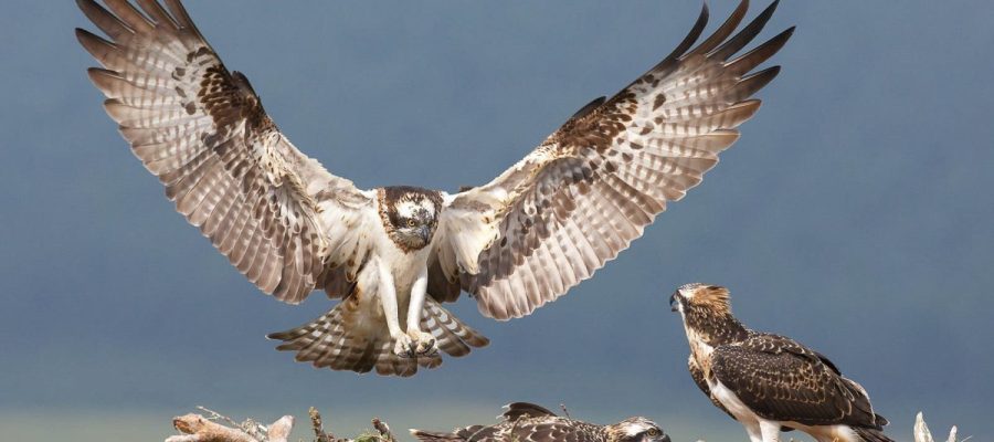 photograph-birds-of-prey-7-1200x675-cropped