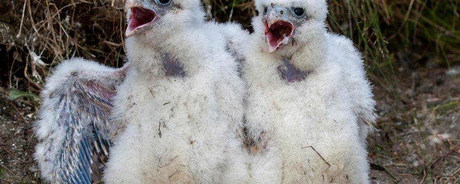 close up photo of eyases falcons