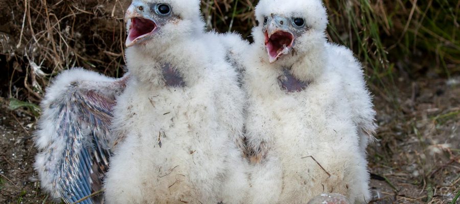 close up photo of eyases falcons