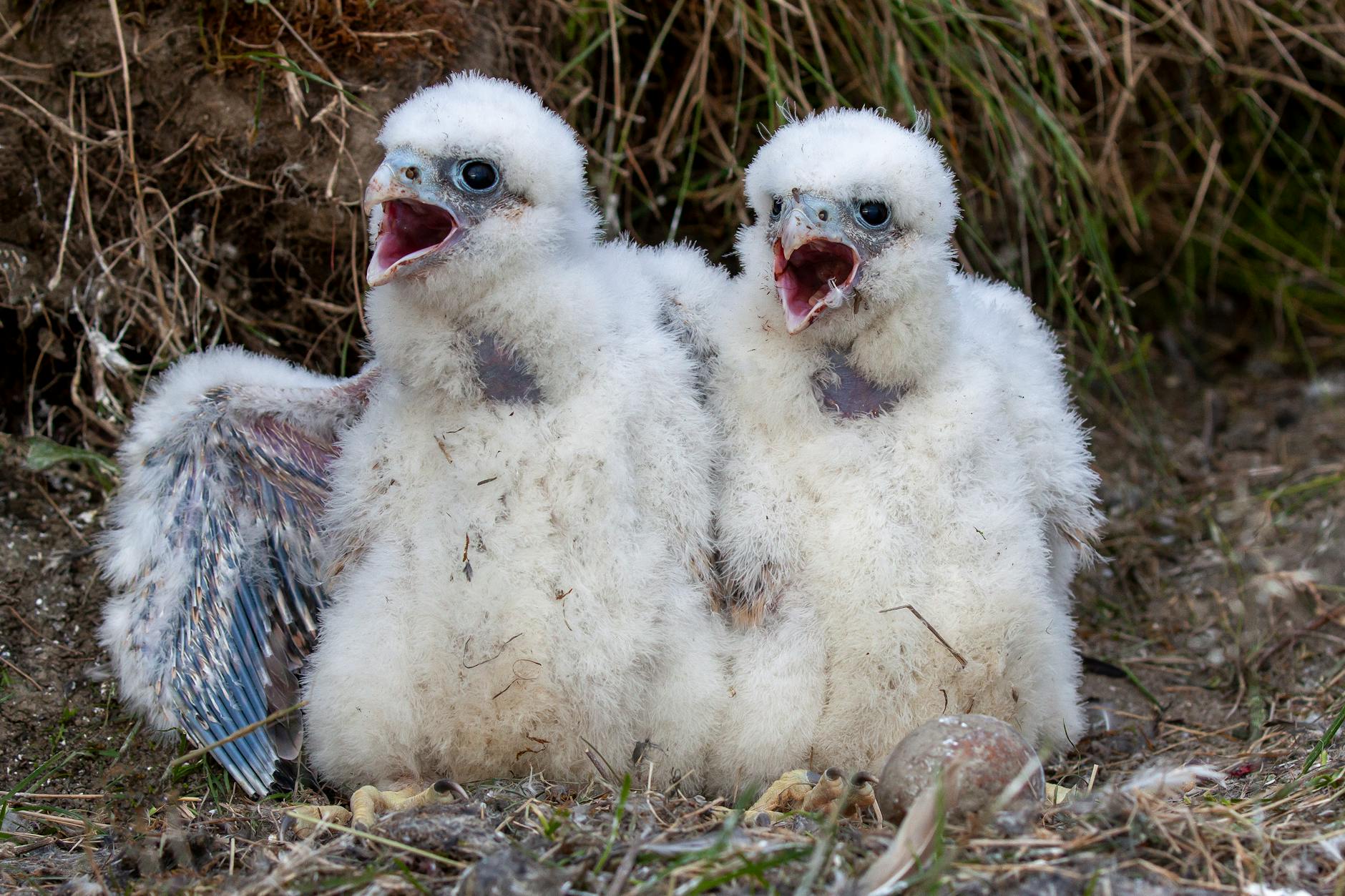 close up photo of eyases falcons